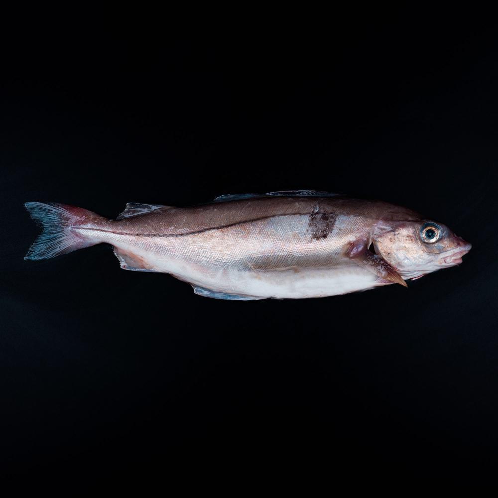 Køb kullerfilet 1 kg