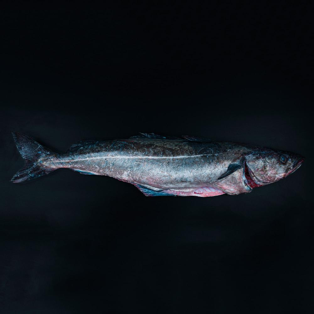 Køb billig mørksejfilet 1 kg 