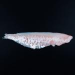 Køb torskefilet online