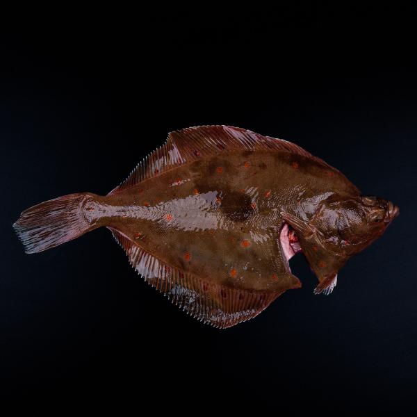 Læs om rødspætten og køb den online