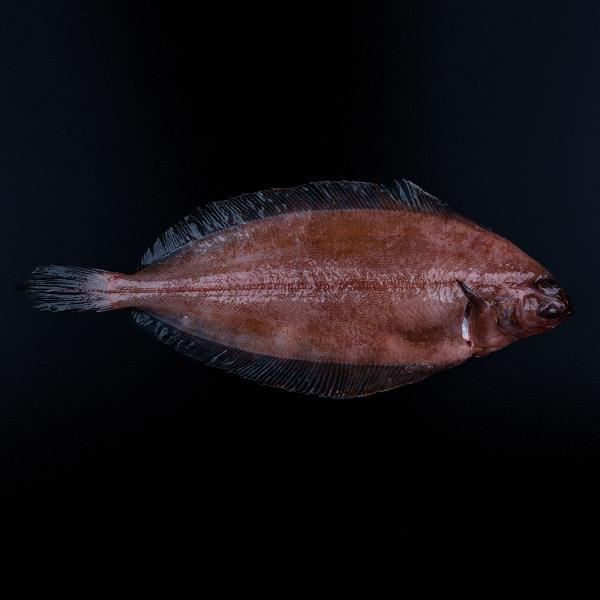 Læs om skærising og køb den online