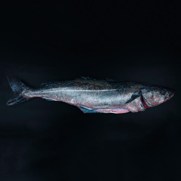 Læs om mørksej og køb den online