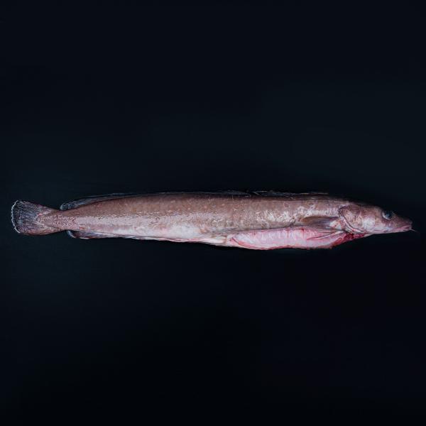 Læs om lange og køb den online