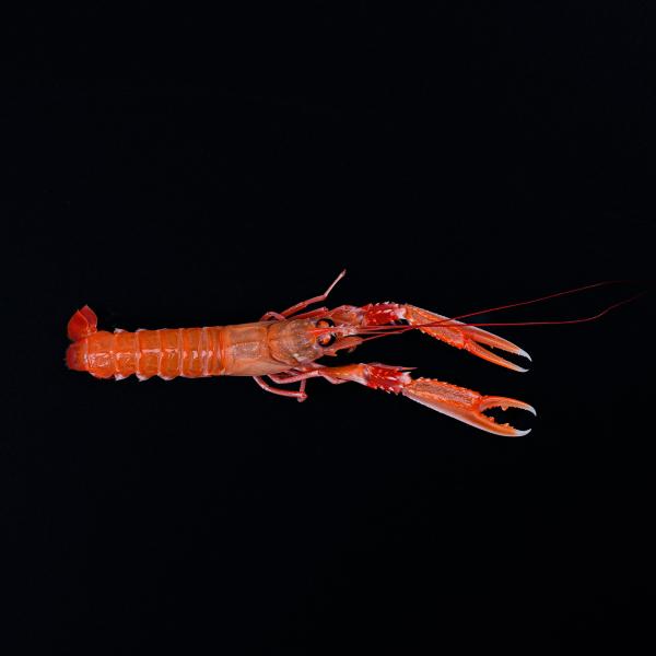 Læs om jomfruhummer og køb den online