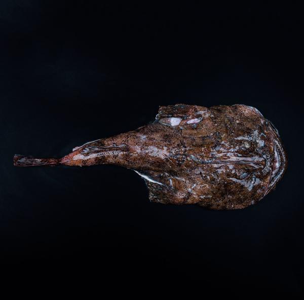 Læs om havtaske og køb den online