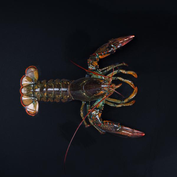 Læs om hummer og køb den online