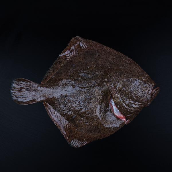 Læs om pighvar og køb den online