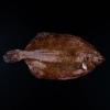 rødtunge fisk